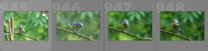 Read more about the article How efficient can Artificial Intelligence be when it comes to photo culling – Episode 2