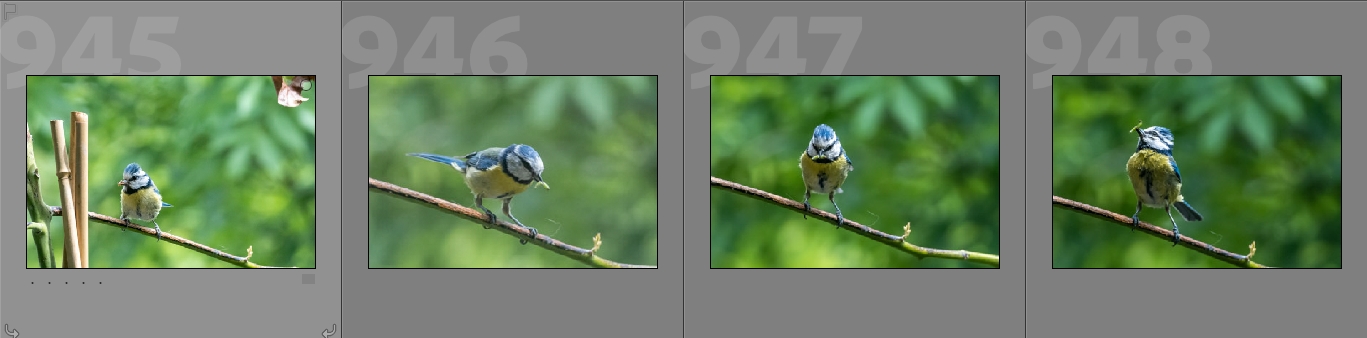 Read more about the article How efficient can Artificial Intelligence be when it comes to photo culling – Episode 2